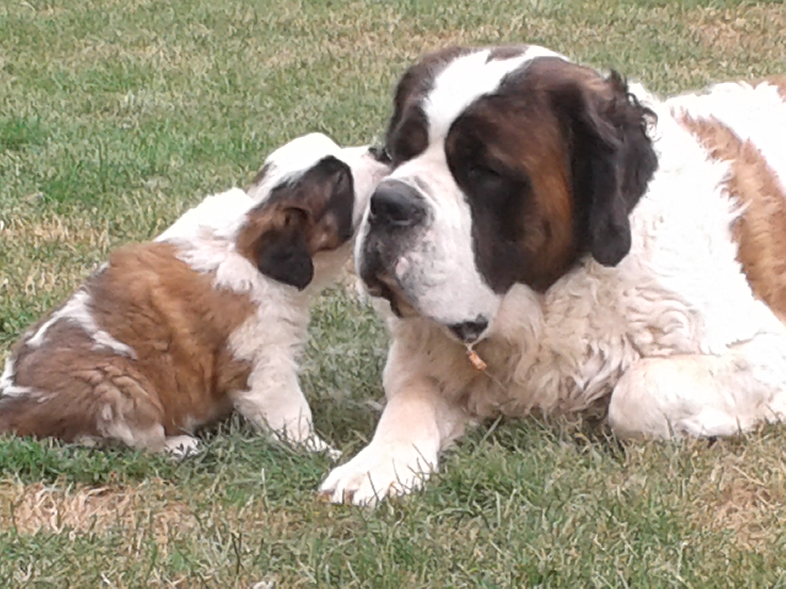 Tiere sind keine Geschenke – sie sind Verantwortung fürs Leben