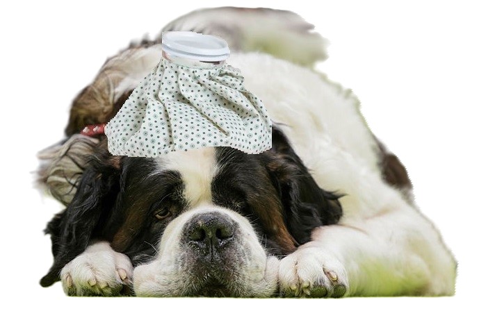 Dein Hund hat Angst an Silvester? Was tun?