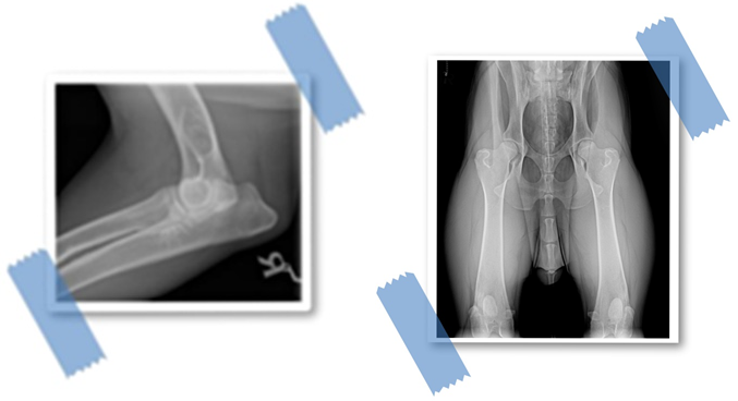 Der Bernhardiner – Daten und Fakten