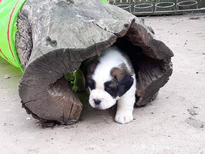 "Vom Eise befreit sind Strom und Bäche"