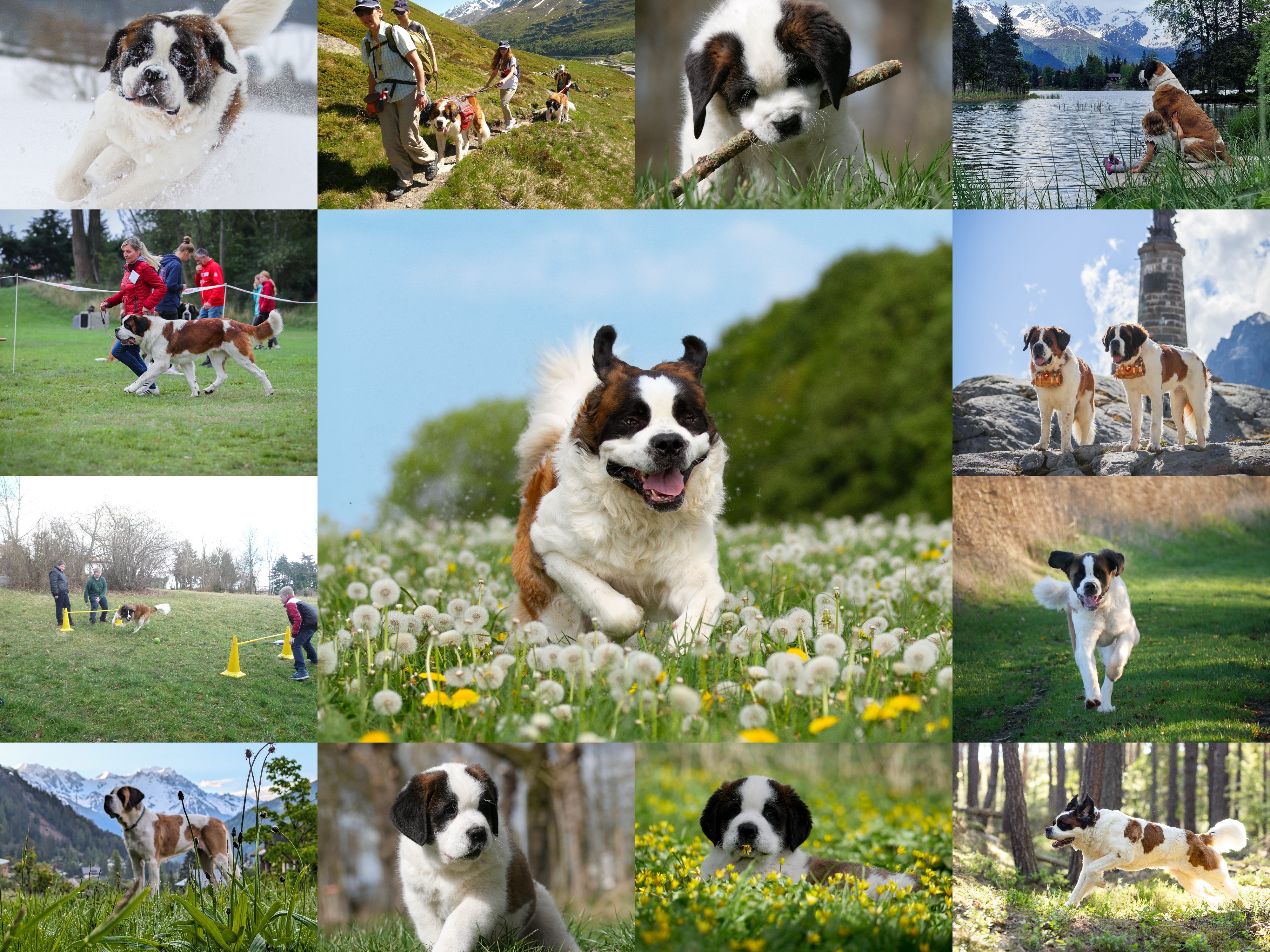 Unser Rassehund