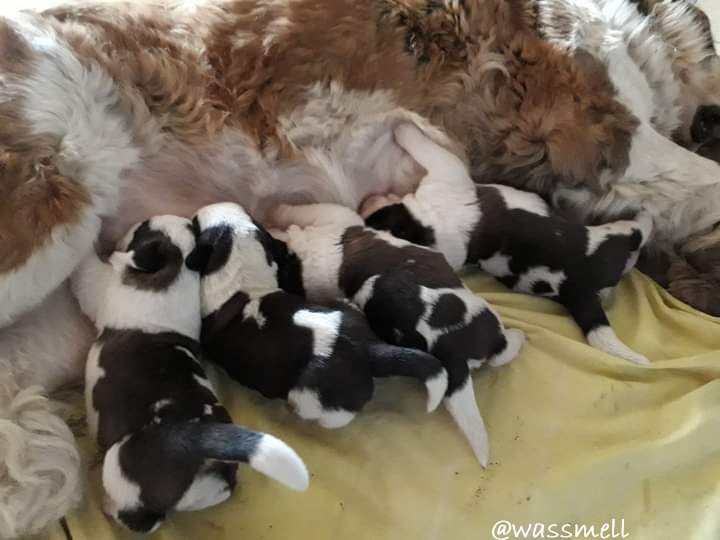 Information der Zuchtbuchstelle