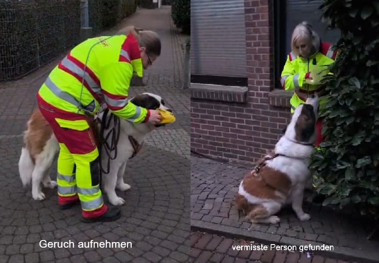 Bernhardiner als Rettungshunde